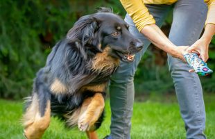 5 Enrichment Ideas to Stop Your Dog Getting Bored
