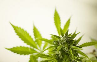 CBD Insights: Top Reasons to Buy Organic Hemp Flower