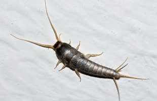 Why Do I Have Silverfish In My Home?