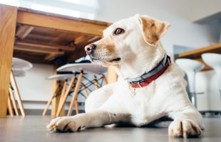 5 Tips for Getting your Pets to Adjust to a New Home
