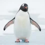 Photorealistic cute penguin standing on ice, soft snowy background, playful expression, cinematic lighting, high detail, shallow depth of field
