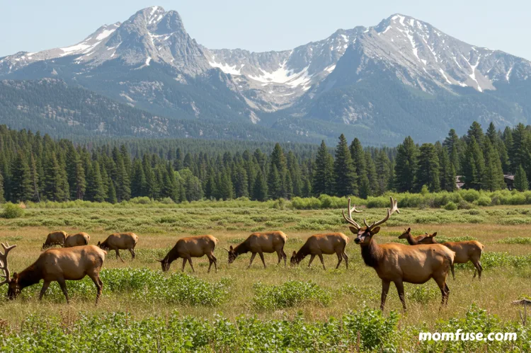 Scenic view of Estes Park with elk grazing.
