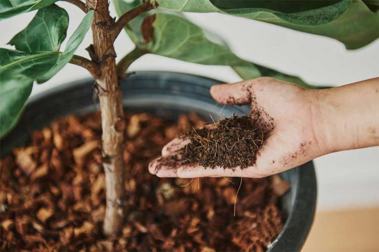 Nourish-Your-Soil