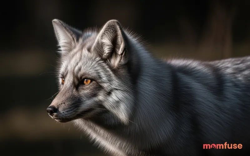 “silver fox with glossy fur in low light, subtle highlights reflecting on coat, dark natural background, ultra realistic”