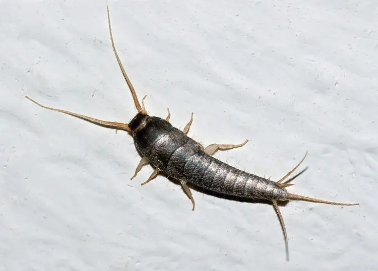 why-do-i-have-silverfish-in-my-home