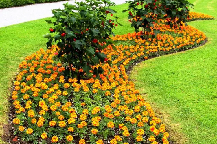 Plants in Beds