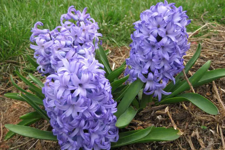 Spring-Planted Bulbs