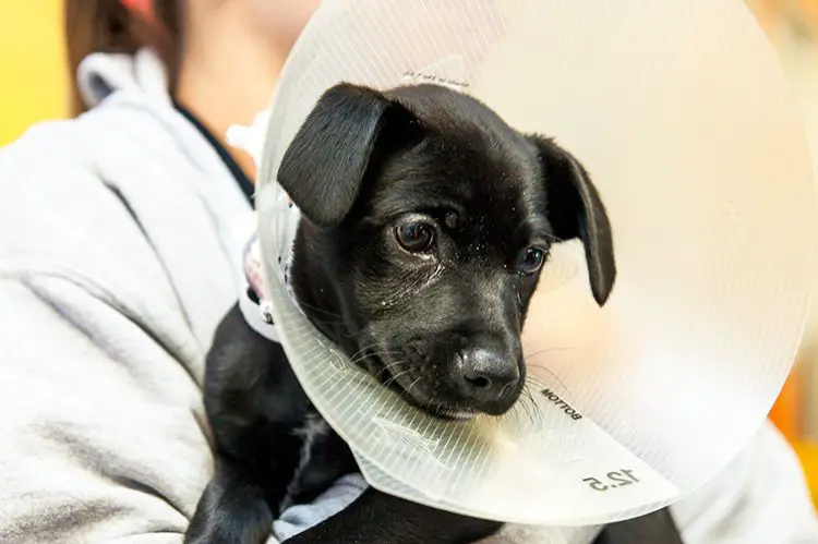 Spay and Neuter