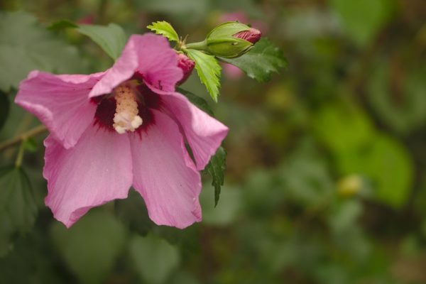 digestive rose