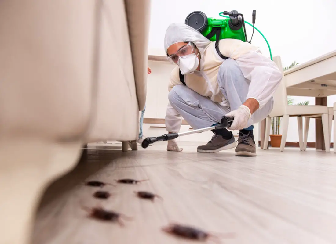 things-you-need-to-know-about-pest-control