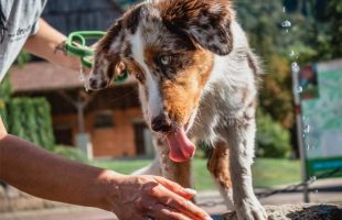 4 Tips For Training Your Dog Humanely